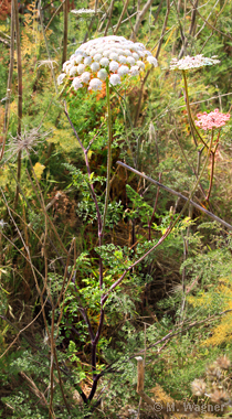 Wald-Engelwurz-(Angelica-sylvestris)